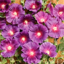 Alcea ? Creates Fantastic Cluster Display ? Summer Flowering Bulb ? Peren