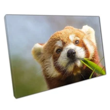 Quirky Cross-Eyed Red Panda Canvas Print: Whimsical Wildlife Wall Art for Home