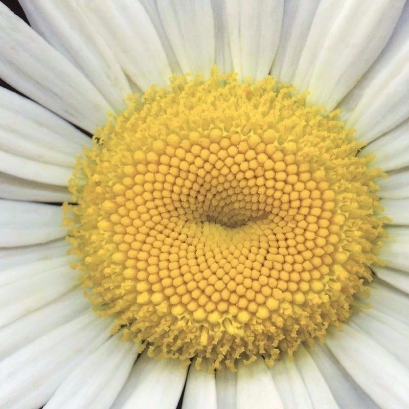 Díptico blanco 48"x24" por PIP BLOOMFIELD MARGARITA PRIMEROS PLANOS FLORES FOTO LIENZO Foto 4 de 4