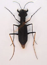 Carabidae- Odontocheila cajennensis cajennensis M from French Guiana KBB545