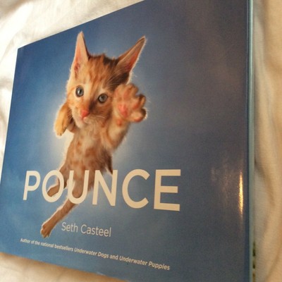Pounce Seth Casteel Hardcover Cute Cats Kittens Jumping Pouncing Playing Prowl