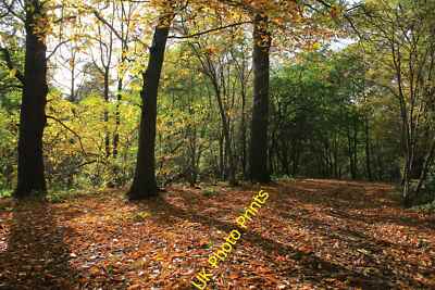 Foto 6x4 Herbst im Delamere Wald Manley Common Delamere, was bedeutet & c2015