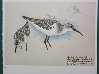 Schöne Vintage Vogel Aufdruck ~ Curlew Sandpiper
