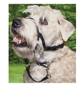 holt dog harness