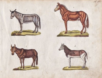 Esel Pferd donkey horse original Aquarell watercolor drawing Zeichnung 1800
