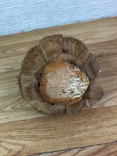 Carved Coconut Elephant  - Picture 9 of 9