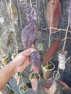 Hoya Caudata Red Aceh Splash Rare Tropical Wax Plant