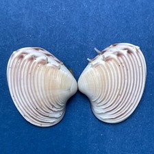 #16 Hysteroconcha lupanaria 15.6mm W/O Spines Juvenile W. Mexico To Peru 