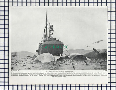 (186) Schwimmende Walfangstation Spitzbergen - um 1920 Steckling