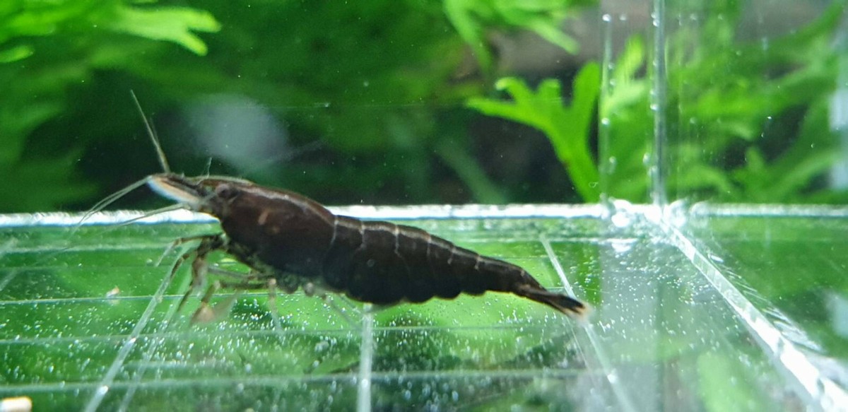 10+2 Black Freshwater Neocaridina Aquarium Shrimp - Live Arrival Guarantee, Beginner Friendly