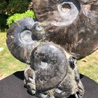 8.6LB Natural Ammonite Cluster Fossil Polished Specimen Healing Collection 5109 — photo 4