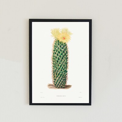 Kaktus Botanische Blume Vintage Retro Illustration A4 Wohndeko Wandbild Kunstdruck