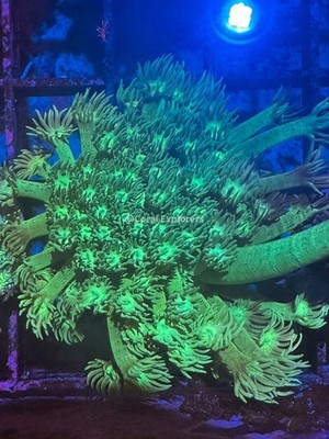 CE- WYSIWYG Spearmint Rainbow Goni Frag - Live Coral Frag LPS SPS #RZA4