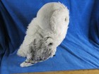 Hedwig Plush Miniature Owl Harry Potter Wizarding World The Noble Collection — photo 1