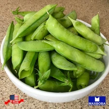 15 Cover Crop Seeds Broad Windsor Fava Bean Non-GMO Heirloom
