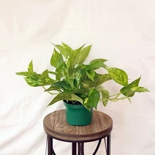LIVE Golden Pothos Silver Vine Devil Ivy evergreen houseplant in 6" growers pot