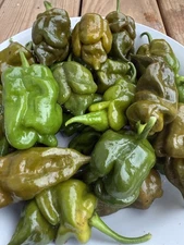 10+ Big Mustard Momma Pepper Seeds SUPERHOT! 100% Organically Grow Free shipping