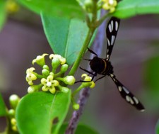 Gymnema sylvestre, Detox Tea, Periploca of the woods, Gurmar - 5 Sementes