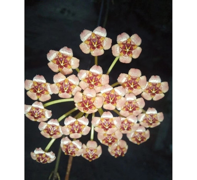 Real Pict Hoya Inconspicua Sp Maluku Rare Plant