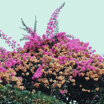 #ad #ad Jay Som Turn Into New CD $16.81