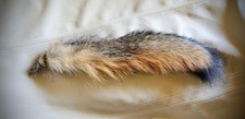 Real Grey Fox Fur Tail Untanned Fly Tying