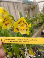 New Oncidium Hybrid: Oda. (Tribbles x Avranches)4n x Odm. (Panise x Moselle)2n