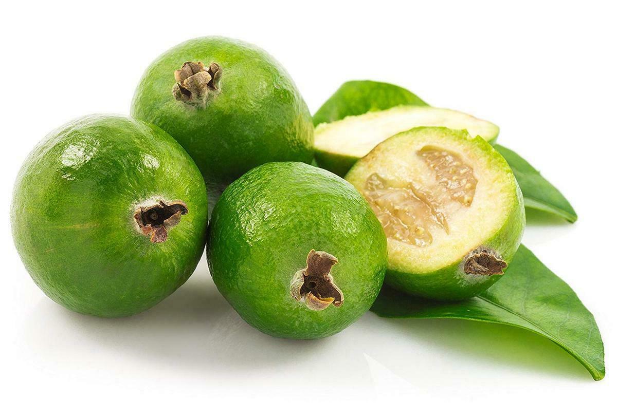 Feijoa Sellowiana - Pianta Di Guayabo Del Brasile In Vaso &Oslash;18cm