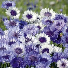Cornflower / Bachelor Button FANTASTIC MIX Sun/Partial Shade Non-GMO 200 Seeds