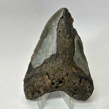 Megalodon Shark Tooth 4.57 Inch - Authentic - Unique Fossil - Natural 20204