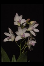 Orchid Dendrobium Aussie hybrid No ID  large white w/ pink blush 