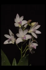 Orchid Dendrobium Aussie hybrid No ID ( large white w/ pink blush )