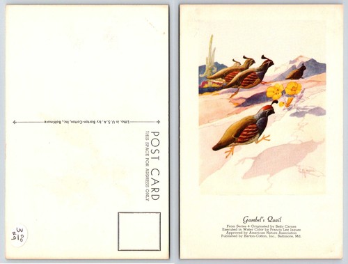 GAMBEL'S QUAIL Carnes Bird Postcard O199