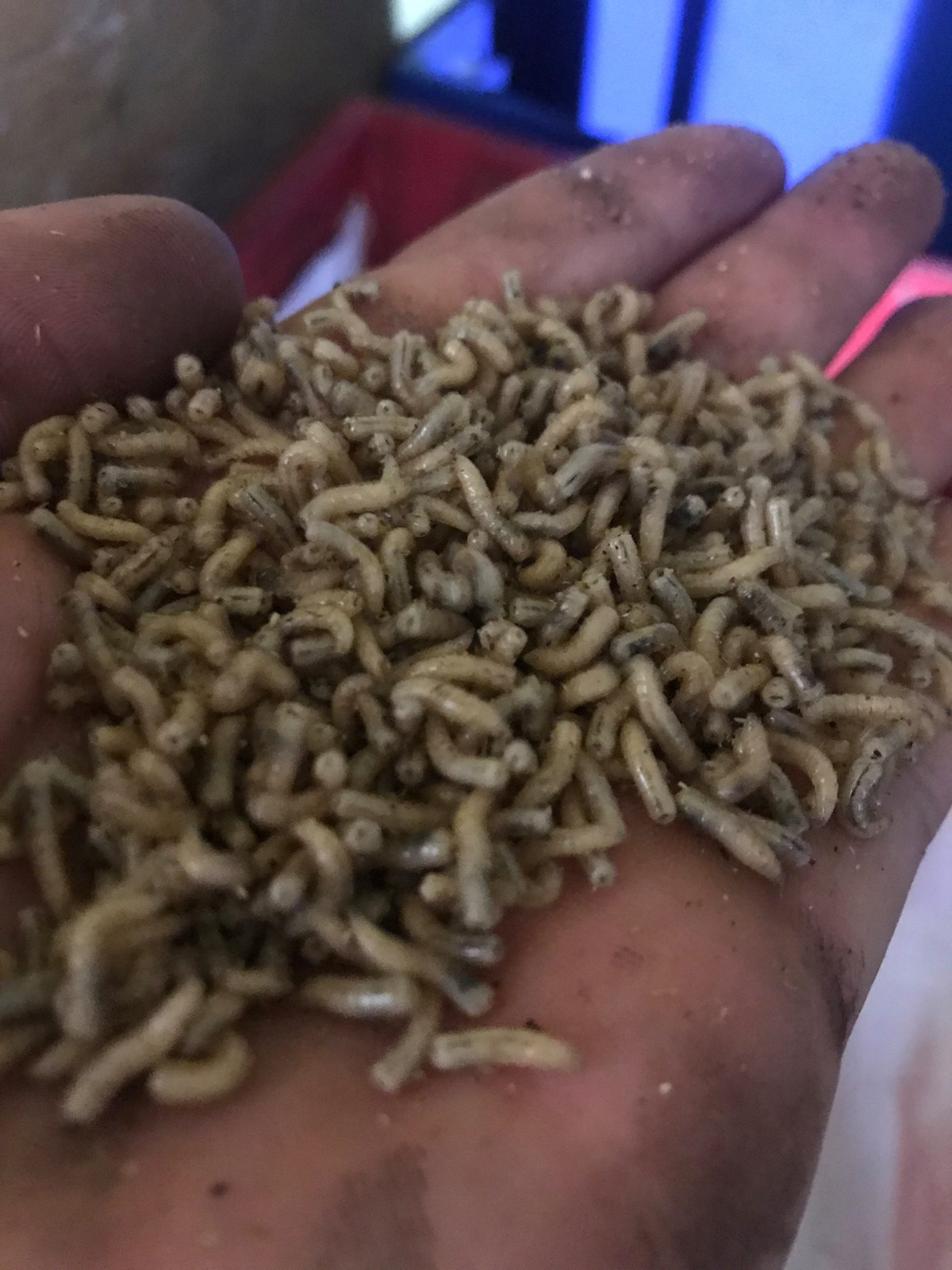 FISHING BAIT LIVE OR FROZEN MAGGOTS PINKIES SQUATS 1 PINT NEXT DAY DELIVERY eBay