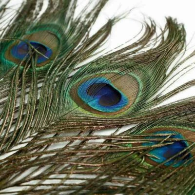 Pfauenfedern natur mit Augen 1 mtr lang 20/50/100 Stück - Bild 1 von 3