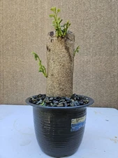 Orchid Tree ( Bauhinia Ariegata) Bonsai Tree,,, sale 