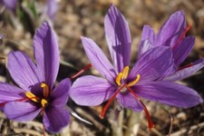 Crocus Sativus Saffron Bulbs Autumn Flowering Bee Friendly Hardy Perennial