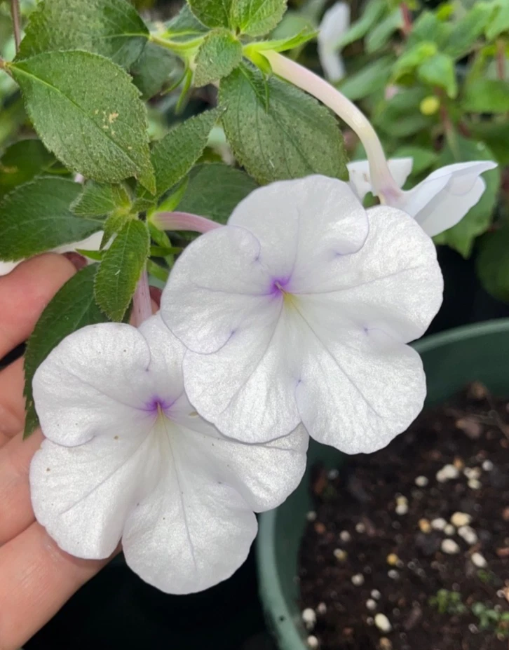 Achimenes ‘Snow Princess’ Five Medium/ Small Rhizomes