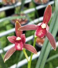 5growth 2buds Orchid Cymbidium ensifolium xianshanhong