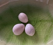 Groatie Buckie schöne schottische Muscheln (x3) Gastropode Weichtiere RAR