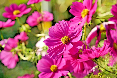 20.000 Samen Schmuckkörbchen Cosmea Cosmos bipinnatus Kosmee Großpackung pink