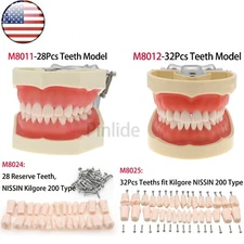 US Dental Typodont Model Removable Teeth fit Kilgore NISSIN 200/500 Type