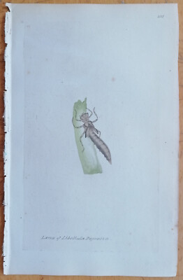 Libellula depressa Larva Dragonfly - Donovan Insects Rare Colored Print - 1792