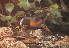 COLLECTACARD J ARTHUR DIXON BIRDS REDSTART USED UNUSED GOOD PLUS VERY GOOD