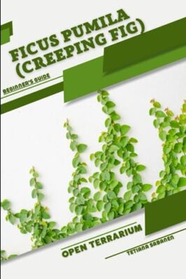 Sabanen - Ficus pumila Creeping Fig  Open terrarium Beginner's Guid - X555z