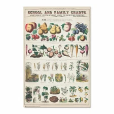 FRUIT AND VEGETABLE CHART POSTER - 24x36 - 4258