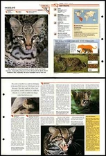 Ocelot #48 Mammals Wildlife Fact File Fold-Out Card