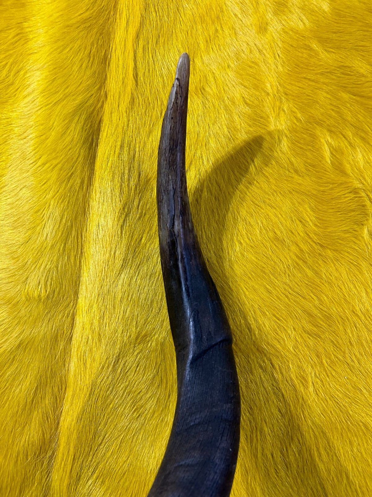 Giant HUGE Size Kudu Horns, African Antelope Outer Horns XXLARGE Size