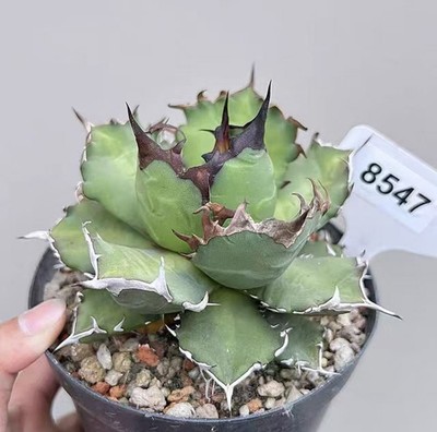 NEW Rare 1pcs Pot 14cm  Agave sp titanota C-type  Garden Boutique Decor