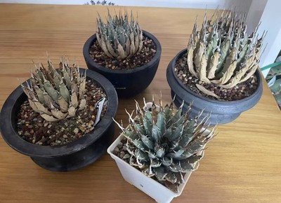 4pcs Rare Live House Plant Agave utahensis var. eborispina WYSIWYG Boutique