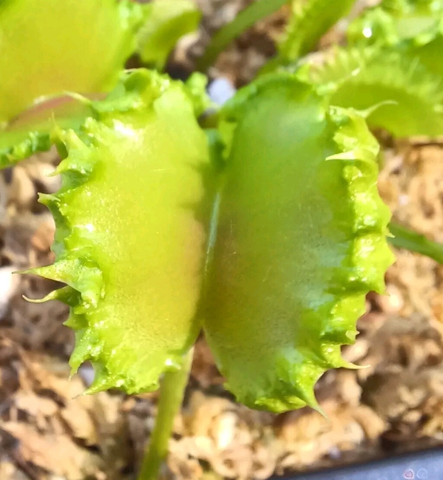 Venus Flytrap CHINESE DUMPLING Rare Carnivorous Plant eBay